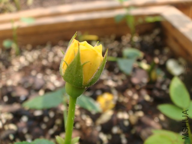 DSC01755.JPG