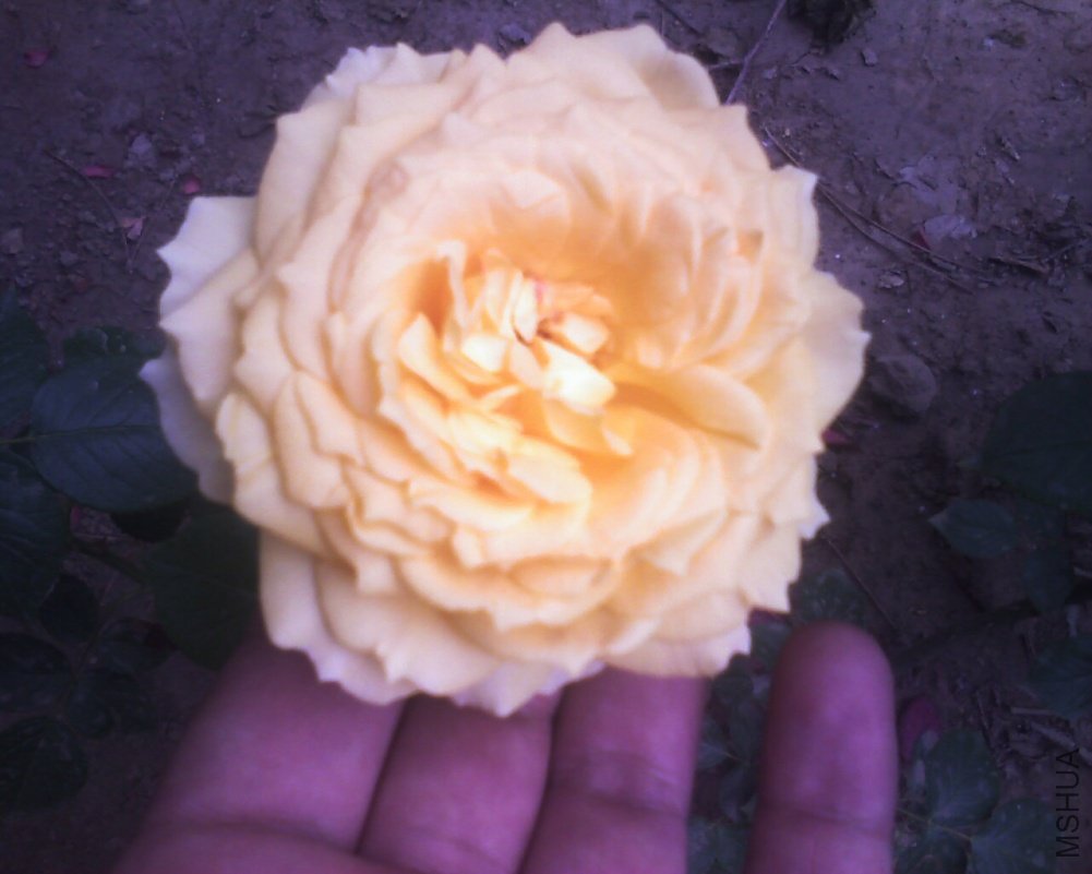 201105081150_291.jpg