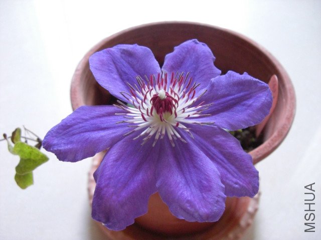 CIMG0848.jpg
