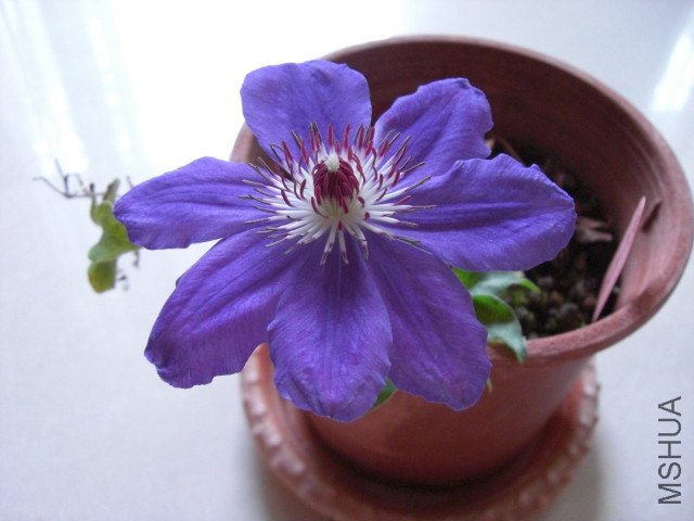 CIMG0851.jpg