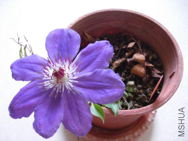 CIMG0849.jpg