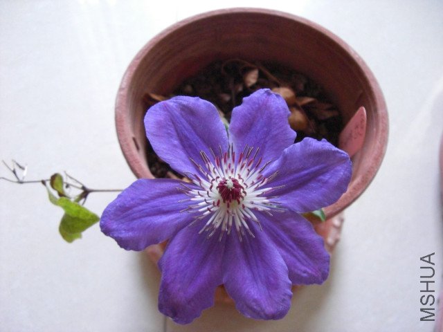 CIMG0845.jpg