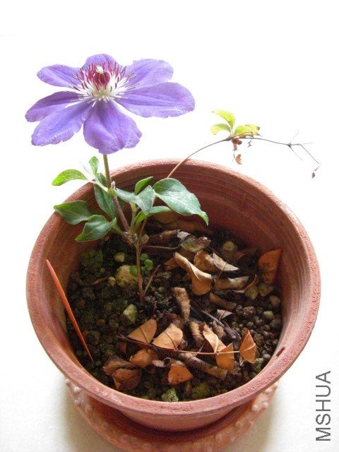 CIMG0844.jpg