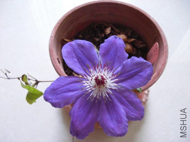 CIMG0847.jpg
