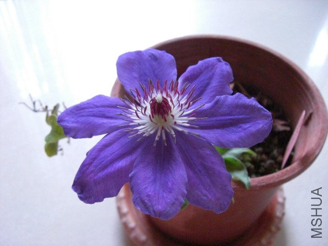 CIMG0850.jpg