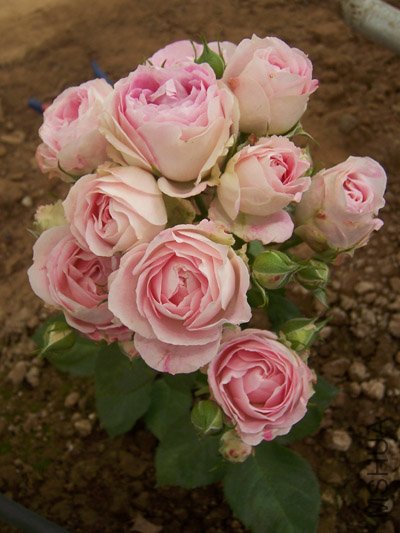 100_5670.JPG