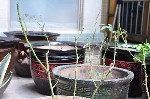 DSC_1073_����.jpg
