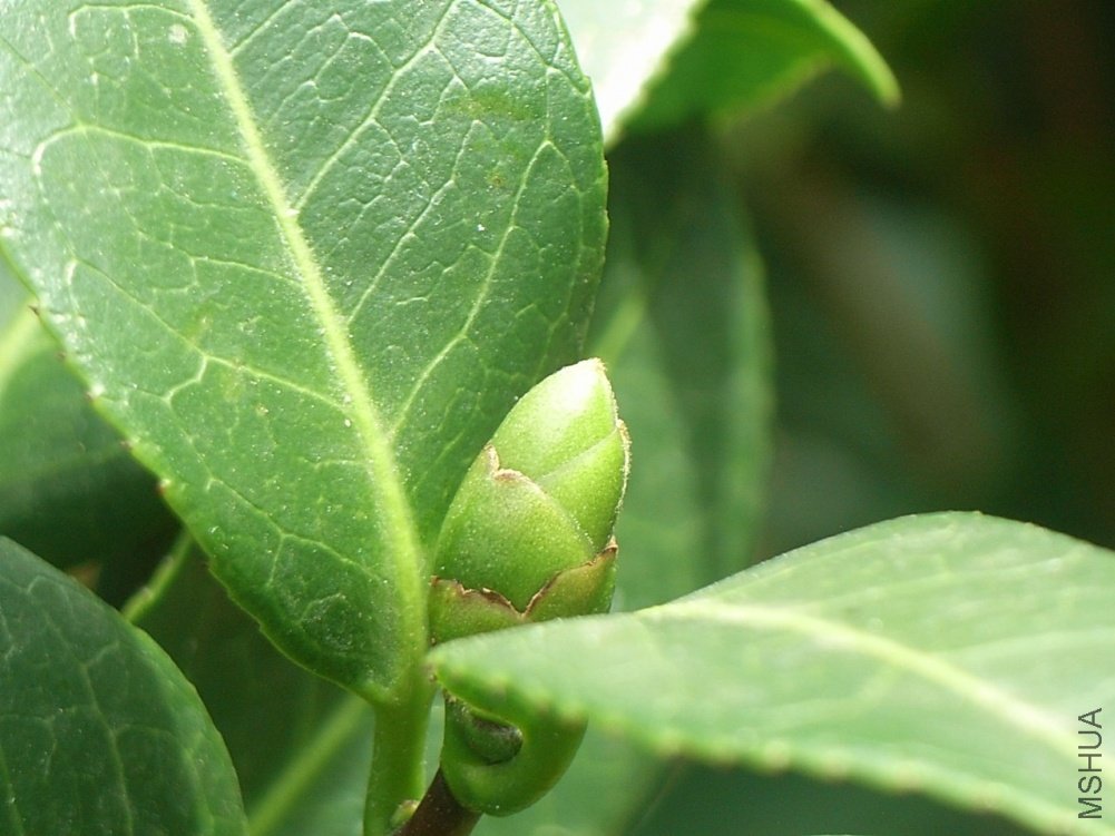 5- �ʺ���ʹ.JPG