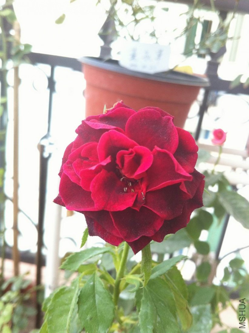 ������С ��ת IMG_0663.jpg