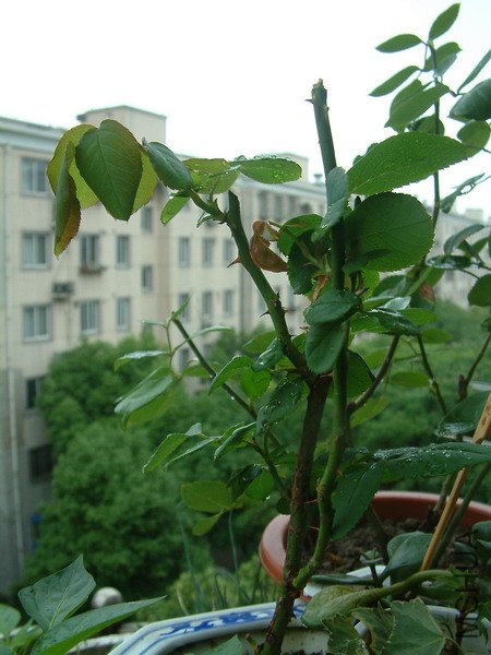 20110607_3-600.jpg
