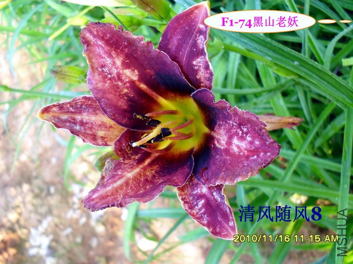 F1-74��ɽ���� (1).jpg