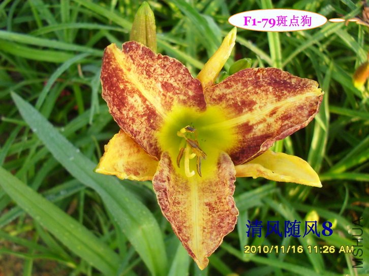 F1-79�ߵ㹷 (1).jpg