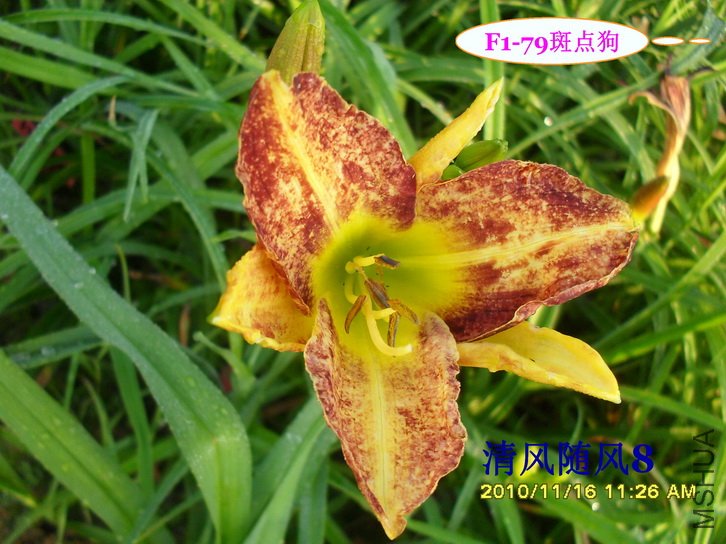 F1-79�ߵ㹷 (2).jpg