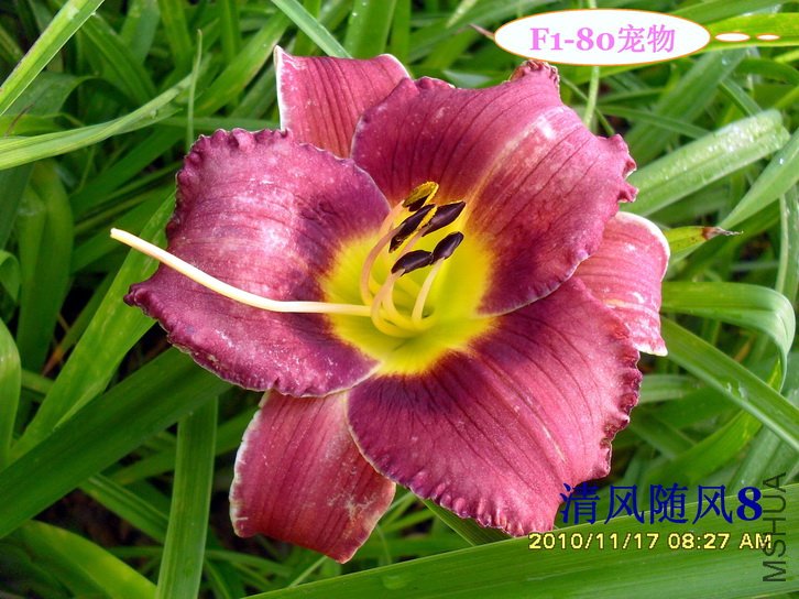 F1-80���� (2).jpg