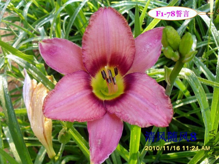 F1-78���� (2).jpg