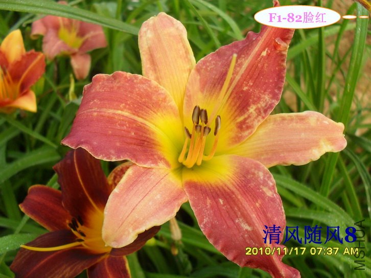 F1-82���� (2).jpg