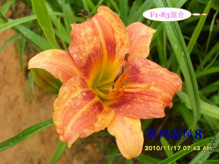 F1-83��� (2).jpg