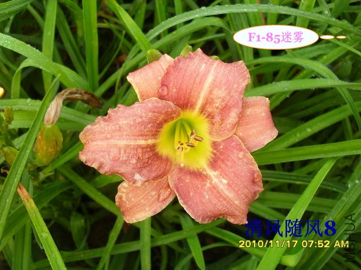 F1-85���� (2).jpg