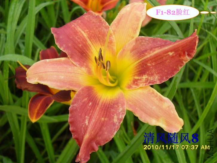 F1-82���� (1).jpg