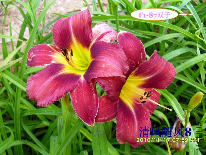 F1-87˫�� (2).jpg