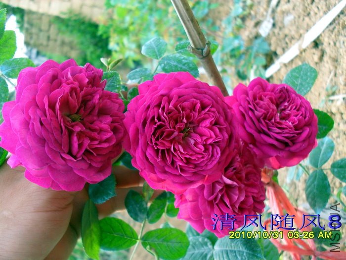 ��������� (7).jpg