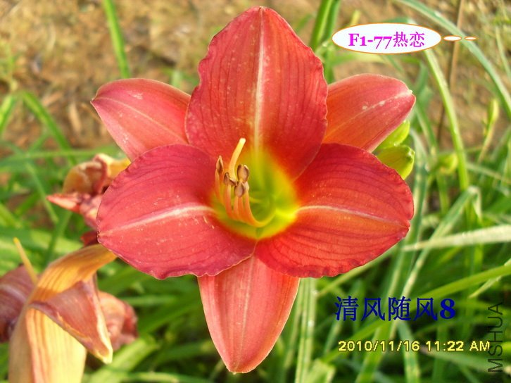 F1-77���� (1).jpg