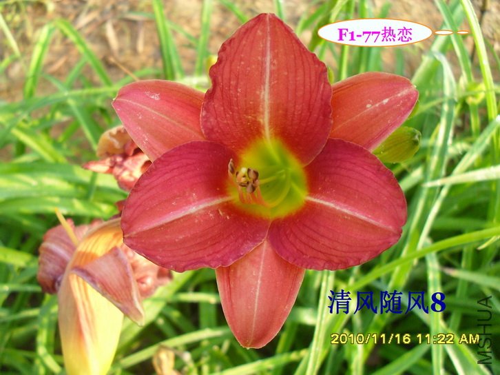 F1-77���� (2).jpg