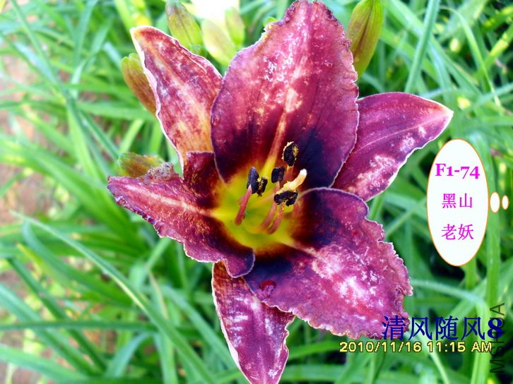 F1-74��ɽ���� (2).jpg