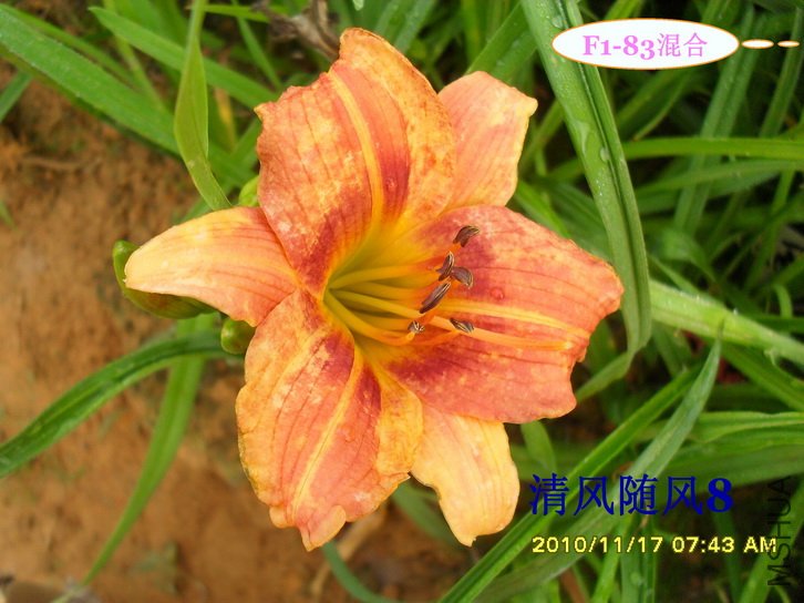 F1-83��� (1).jpg