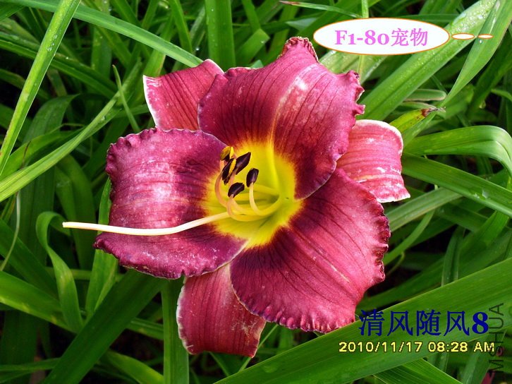 F1-80���� (1).jpg