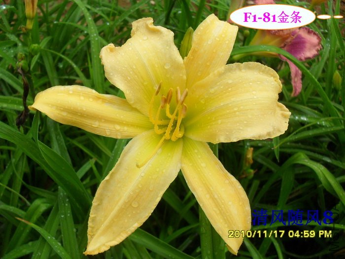 F1-81���� (2).jpg