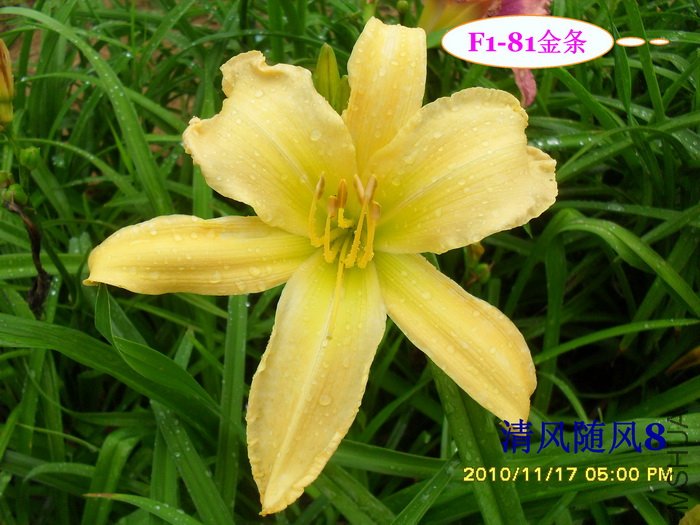 F1-81���� (1).jpg