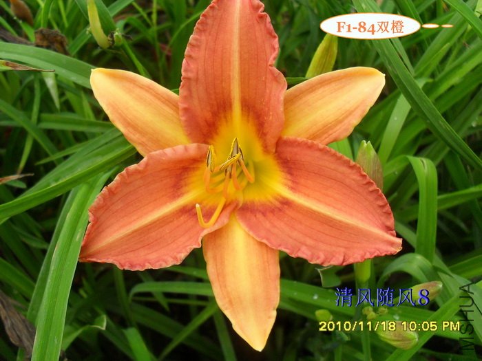 F1-84˫�� (1).jpg