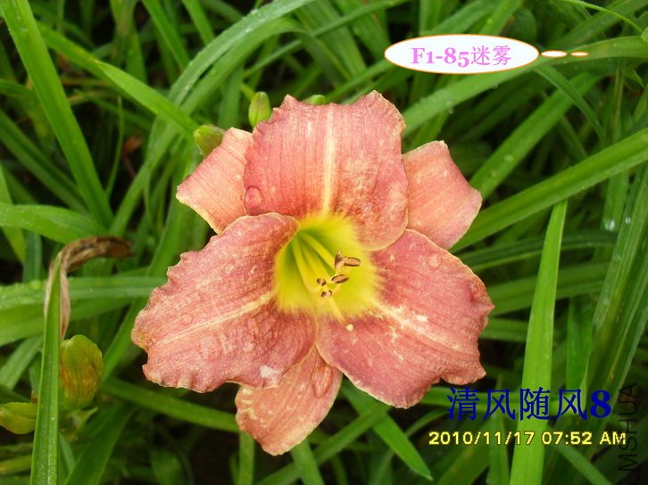 F1-85���� (1).jpg