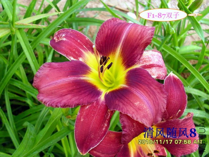 F1-87˫�� (1).jpg