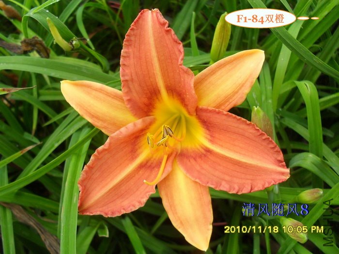 F1-84˫�� (2).jpg