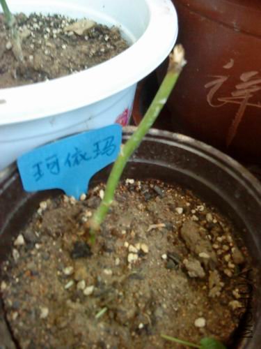 ������С ������-0613.JPG