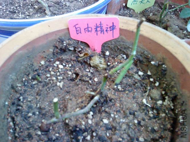 ������С ���ɾ���-0613.JPG