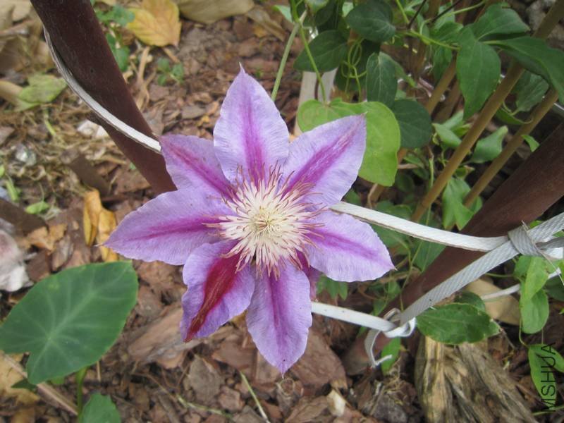 ³��ʿ612��Ƭ 020.jpg