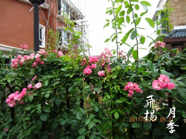 IMG_0394_conew3.jpg