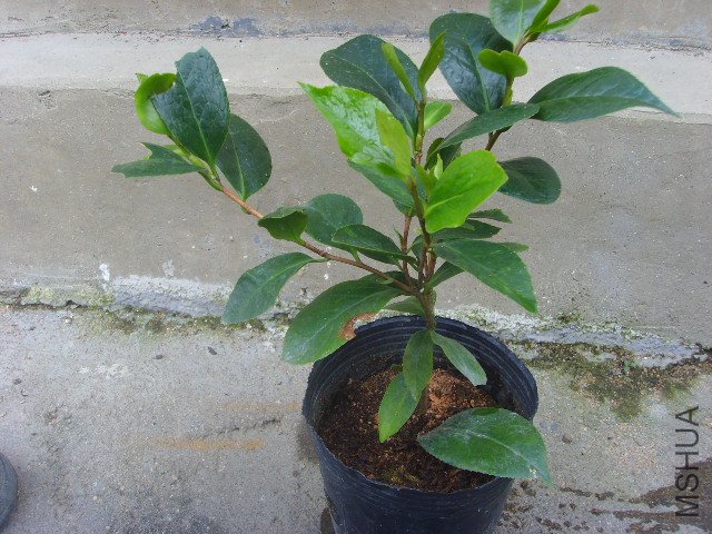 SSL23330.JPG
