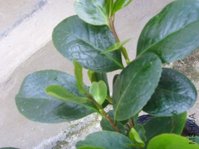 SSL23332.JPG