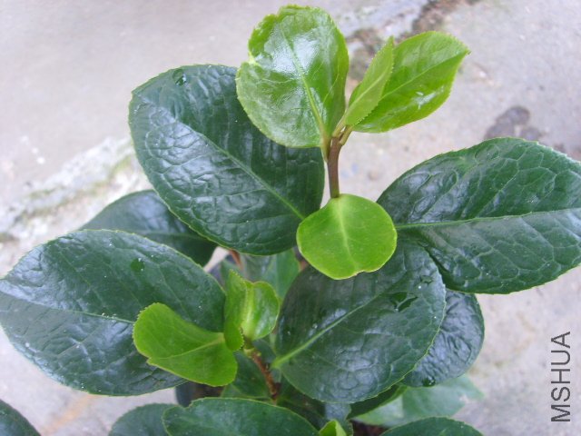 SSL23333.JPG