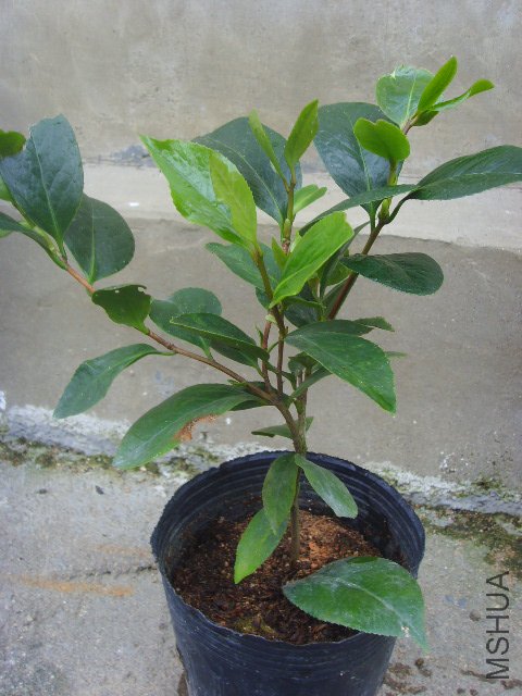 SSL23331.JPG