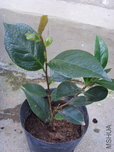 SSL23336.JPG