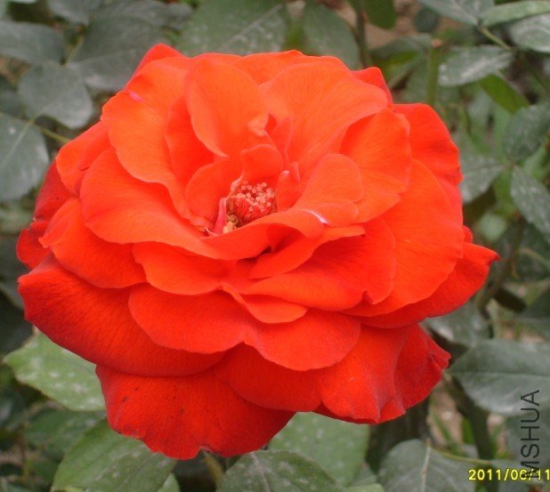 ÷�ʿں�