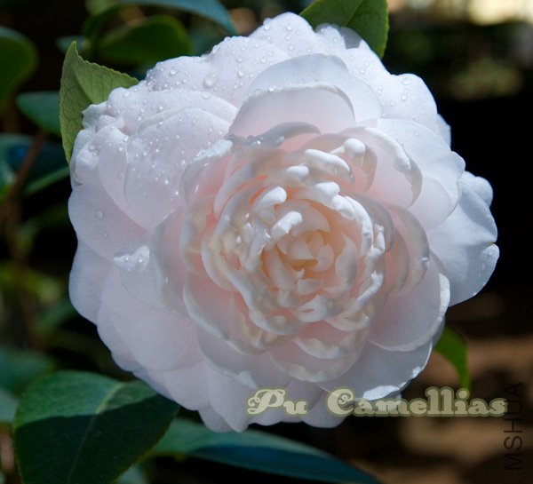 �ö඼���Կ�����