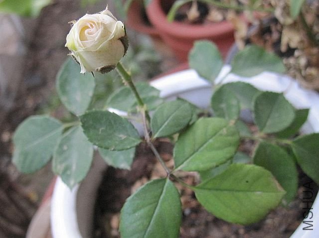 IMG_2348.JPG