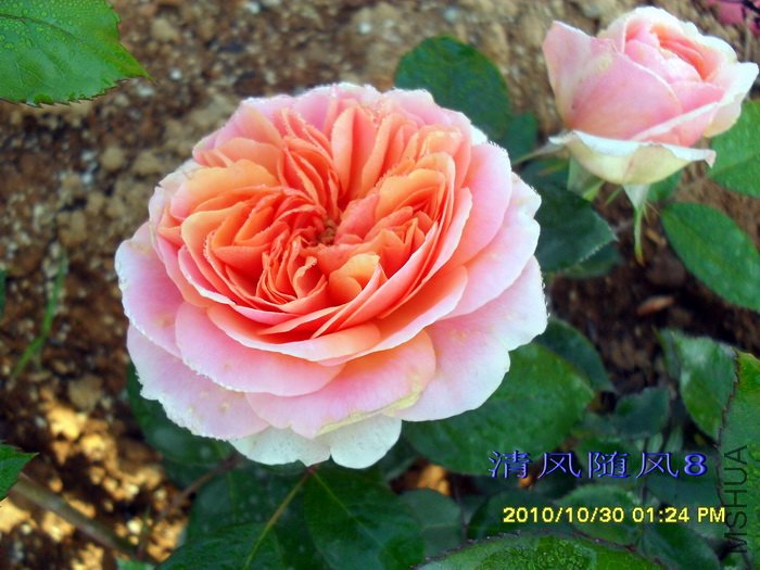 ���ֹ� (Chippendale (3).jpg