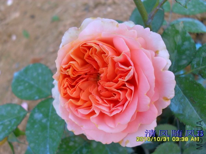 ���ֹ� (Chippendale (2).jpg